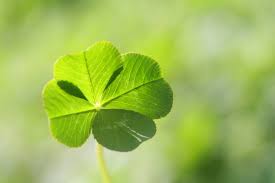 Close-up of a green four-leaf clover, against a softly blurred green background.